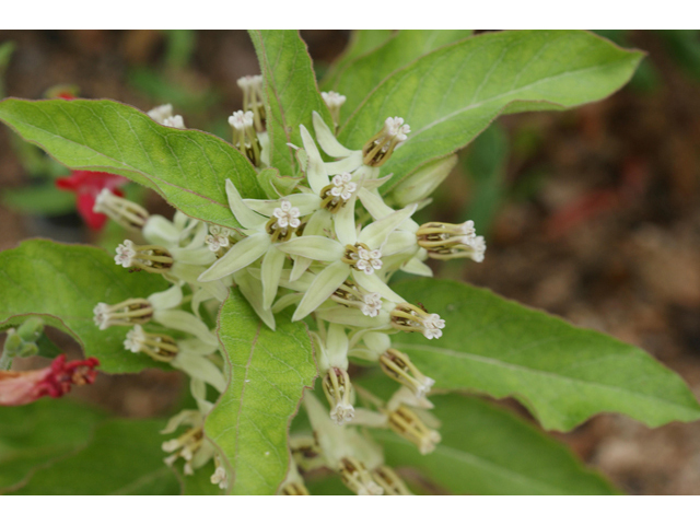 Asclepias oenotheroides (Zizotes milkweed) #41026