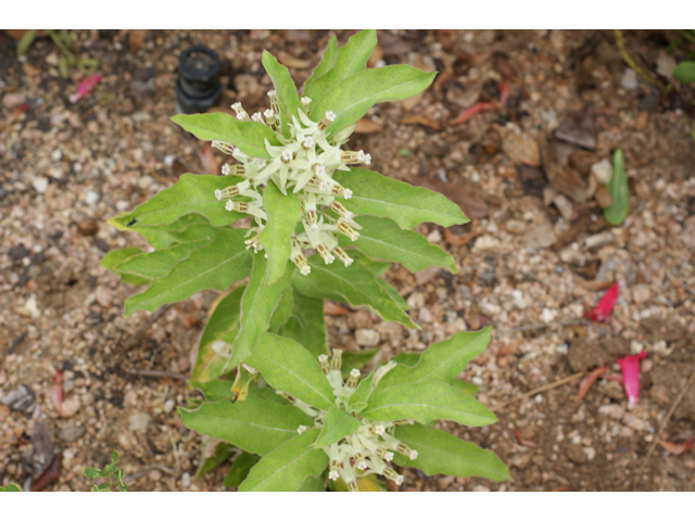 Asclepias oenotheroides (Zizotes milkweed) #41027