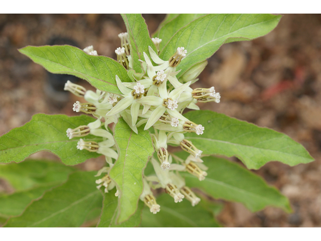 Asclepias oenotheroides (Zizotes milkweed) #41028