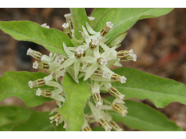 Asclepias oenotheroides (Zizotes milkweed) #41029