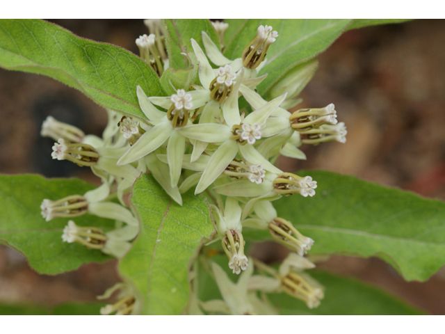 Asclepias oenotheroides (Zizotes milkweed) #41030