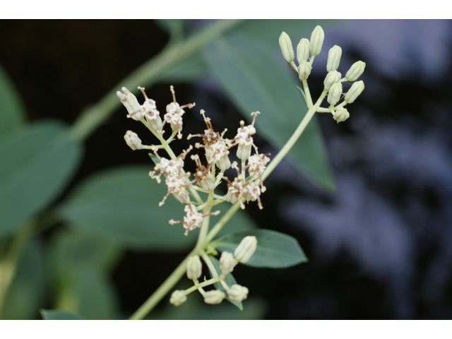 Arnoglossum plantagineum (Groovestem indian plantain) #41031
