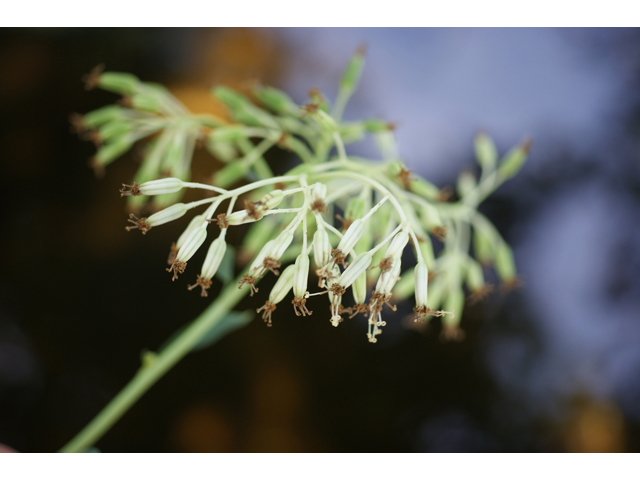 Arnoglossum plantagineum (Groovestem indian plantain) #41032
