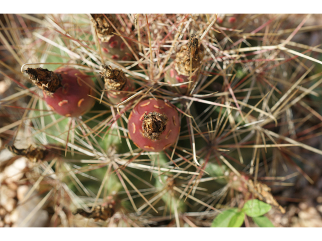 Echinocactus horizonthalonius (Devilshead) #41046