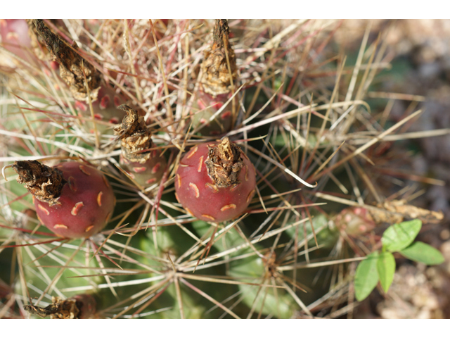 Echinocactus horizonthalonius (Devilshead) #41047