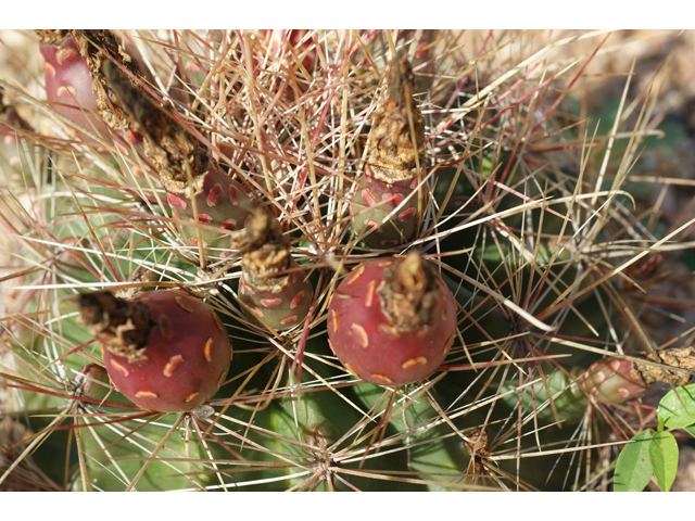 Echinocactus horizonthalonius (Devilshead) #41048