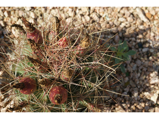 Echinocactus horizonthalonius (Devilshead) #41049