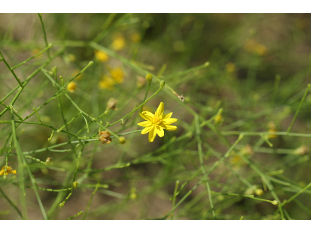 Amphiachyris dracunculoides (Prairie broomweed) #41050