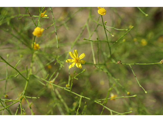 Amphiachyris dracunculoides (Prairie broomweed) #41051