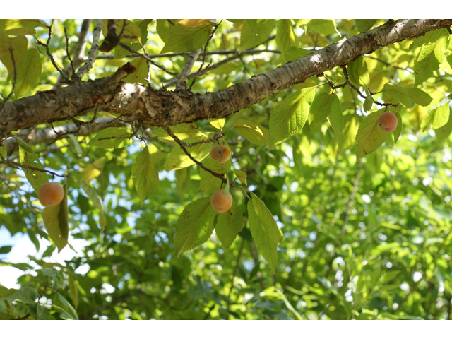Prunus mexicana (Mexican plum) #41075
