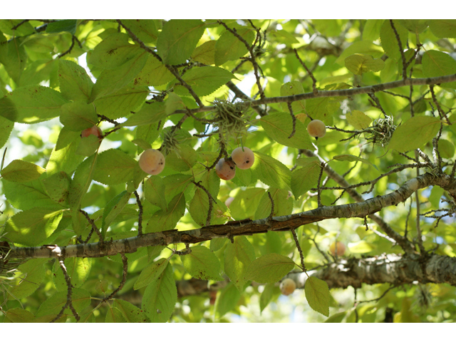 Prunus mexicana (Mexican plum) #41077
