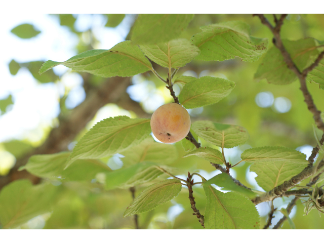 Prunus mexicana (Mexican plum) #41078
