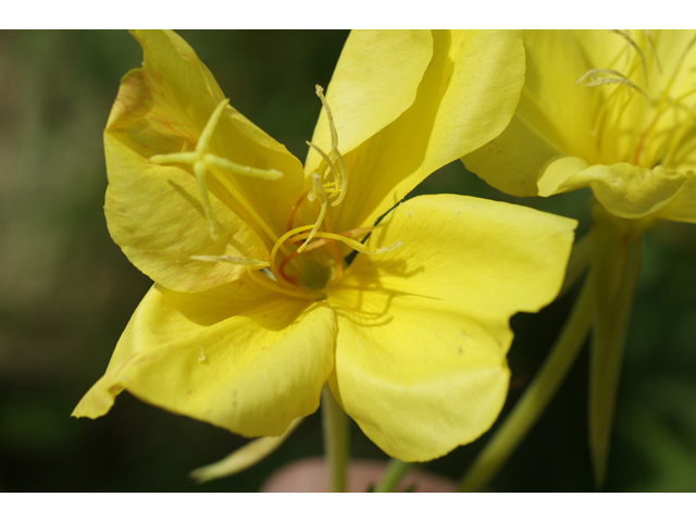 Oenothera jamesii (Trumpet evening-primrose) #41094