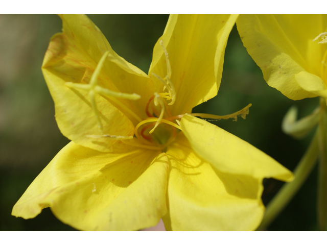 Oenothera jamesii (Trumpet evening-primrose) #41095