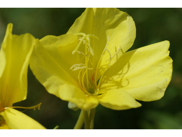Oenothera jamesii (Trumpet evening-primrose) #41096