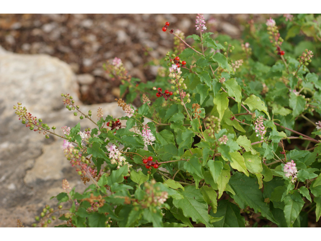 Rivina humilis (Pigeonberry) #41104