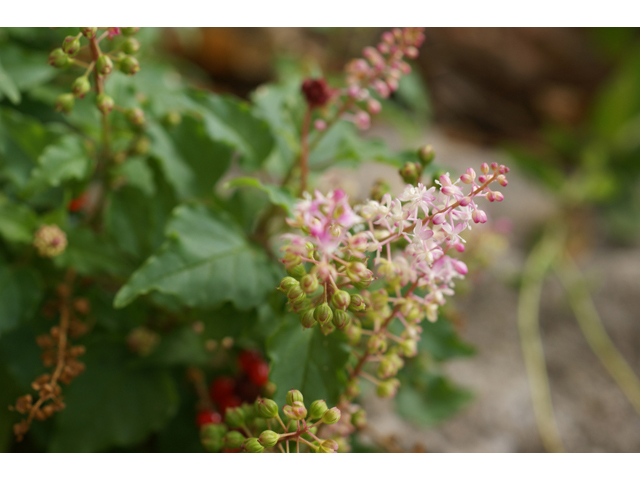 Rivina humilis (Pigeonberry) #41108