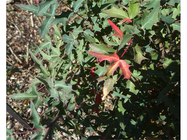 Mahonia trifoliolata (Agarita) #41120