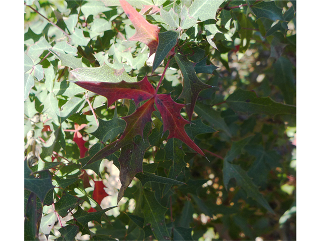 Mahonia trifoliolata (Agarita) #41121