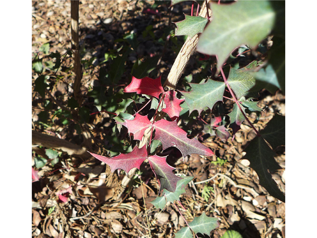 Mahonia swaseyi (Texas barberry) #41125