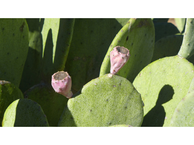 Opuntia ellisiana (Spineless prickly pear) #41147
