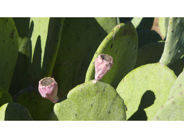 Opuntia ellisiana (Spineless prickly pear) #41148