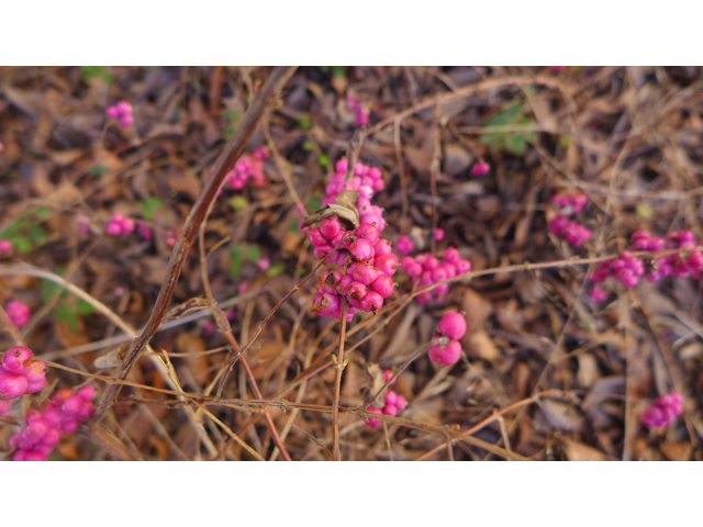 Symphoricarpos orbiculatus (Coralberry) #41155