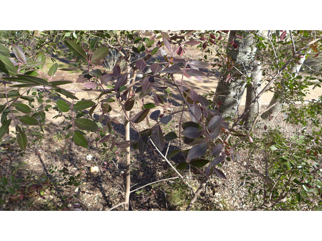 Rhus virens (Evergreen sumac) #41165