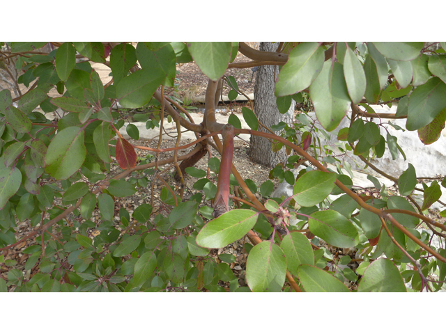 Arbutus xalapensis (Texas madrone) #41197