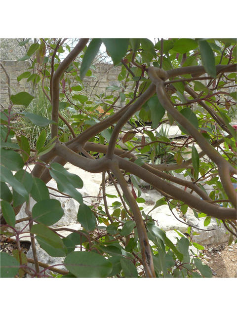 Arbutus xalapensis (Texas madrone) #41198