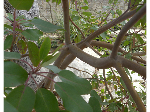 Arbutus xalapensis (Texas madrone) #41199