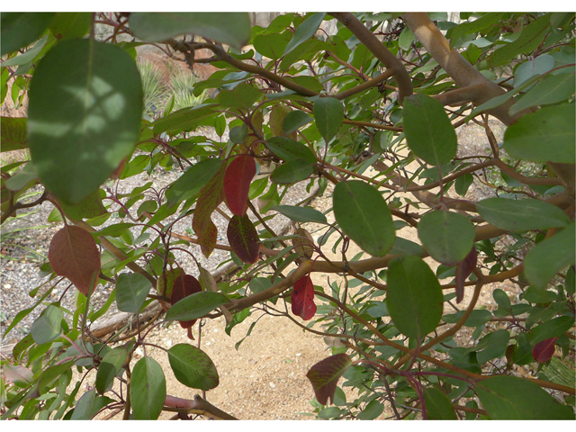 Arbutus xalapensis (Texas madrone) #41202