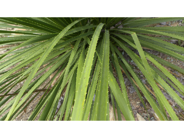 Dasylirion leiophyllum (Green sotol) #41207