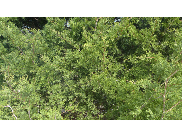 Juniperus virginiana (Eastern red cedar) #41211
