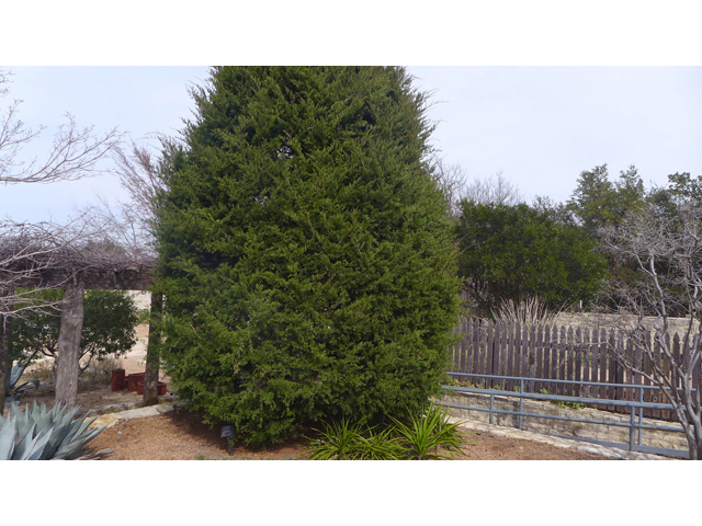 Juniperus virginiana (Eastern red cedar) #41212