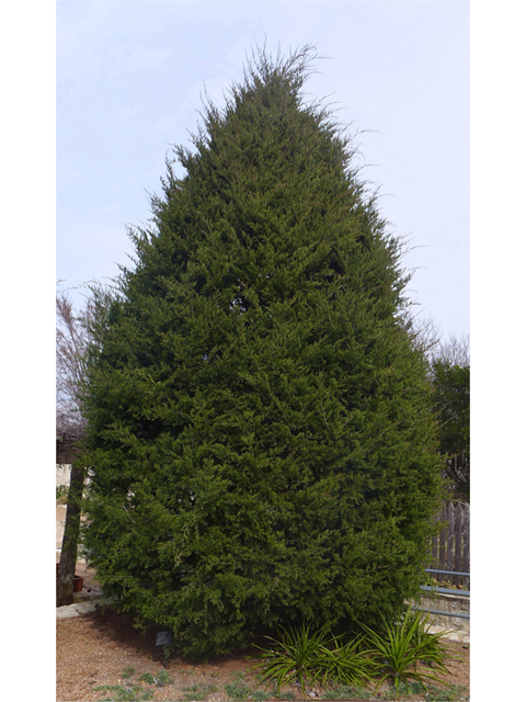 Juniperus virginiana (Eastern red cedar) #41213
