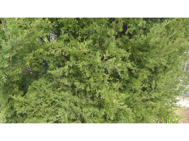 Juniperus virginiana (Eastern red cedar) #41214