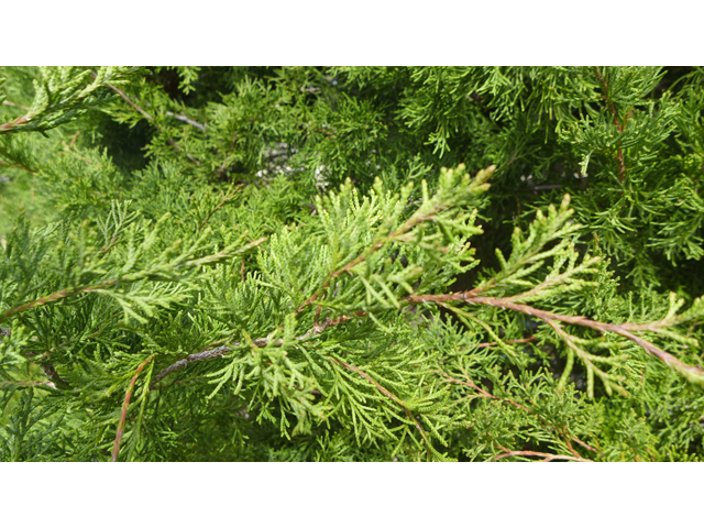 Juniperus virginiana (Eastern red cedar) #41215