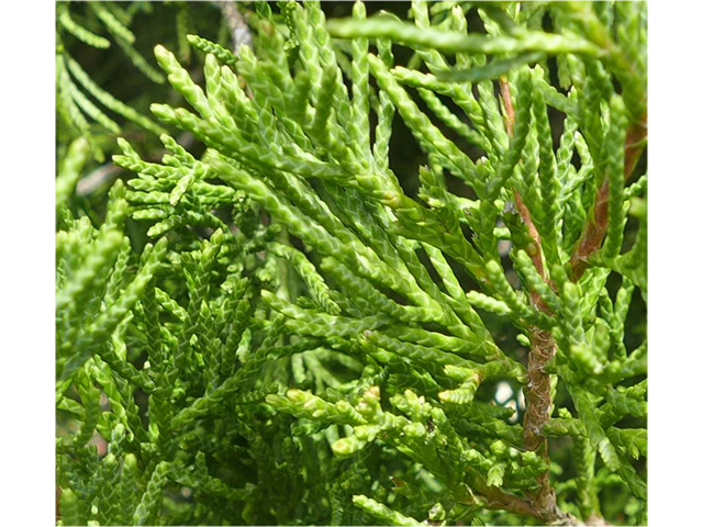 Juniperus virginiana (Eastern red cedar) #41216