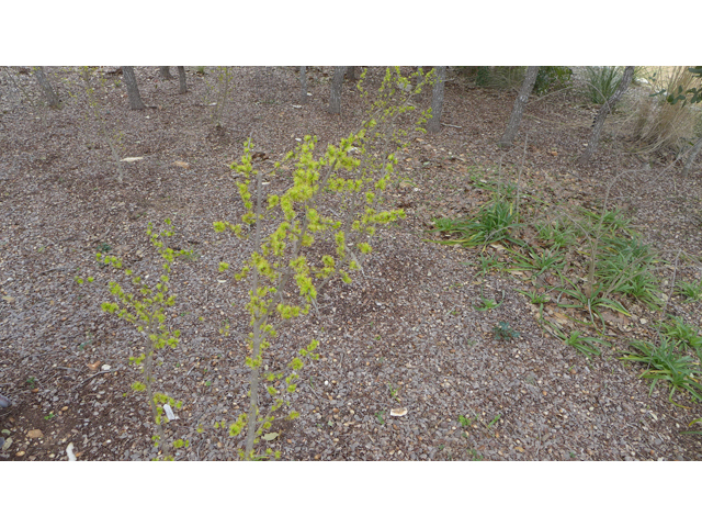 Forestiera pubescens (Elbow bush) #41249