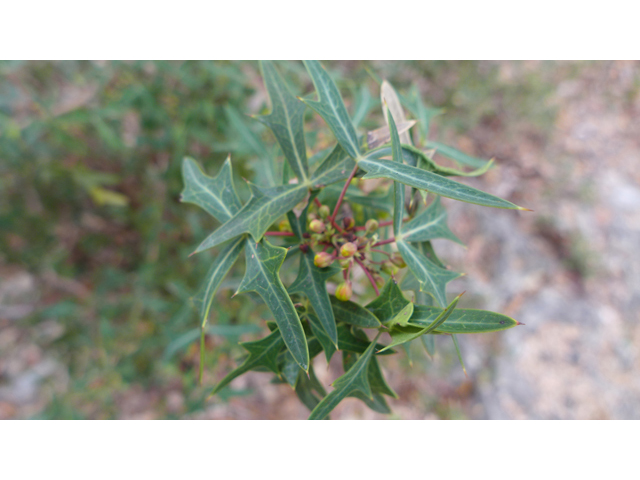 Mahonia trifoliolata (Agarita) #41251