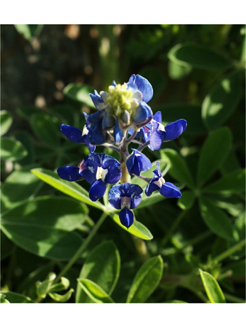 Lupinus texensis (Texas bluebonnet) #41300