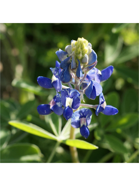 Lupinus texensis (Texas bluebonnet) #41302