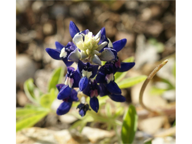 Lupinus texensis (Texas bluebonnet) #41304