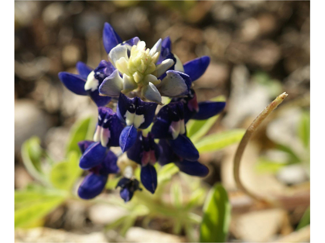Lupinus texensis (Texas bluebonnet) #41305
