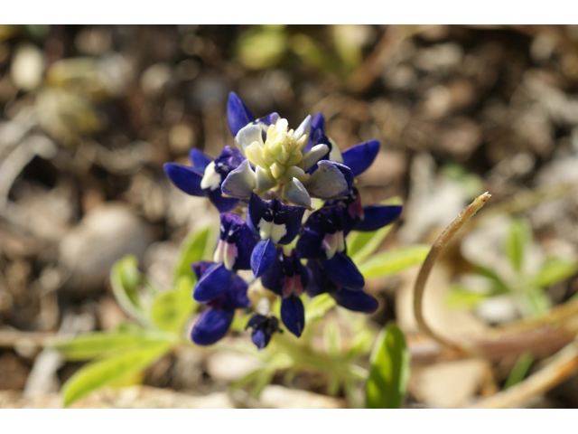 Lupinus texensis (Texas bluebonnet) #41431