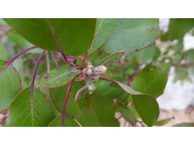 Arbutus xalapensis (Texas madrone) #41436
