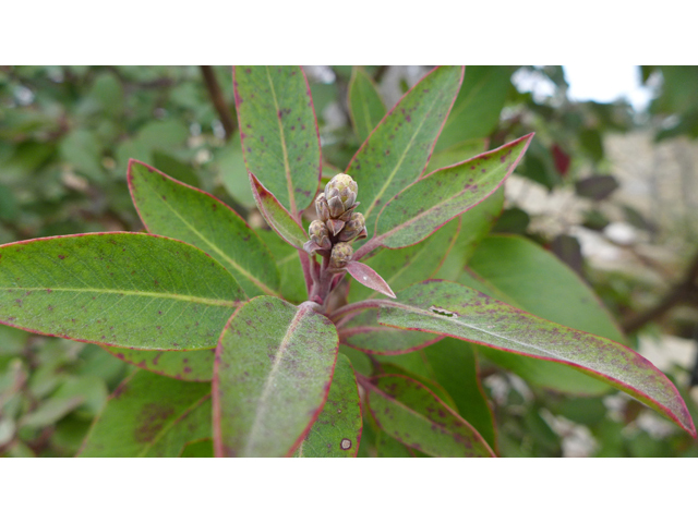 Arbutus xalapensis (Texas madrone) #41438