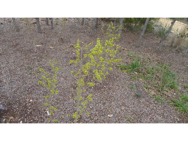 Forestiera pubescens (Elbow bush) #41441