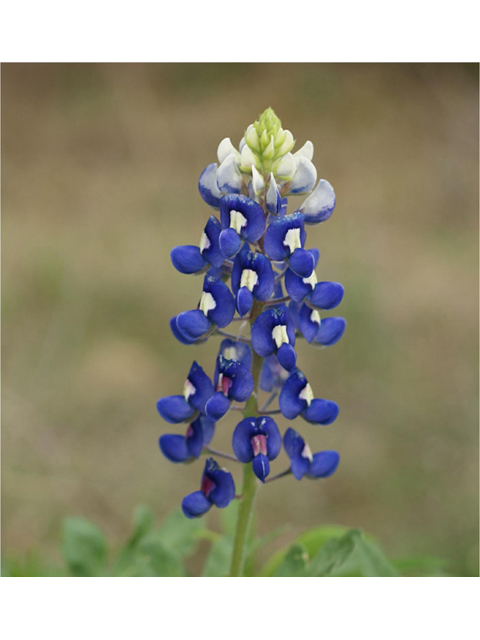 Lupinus texensis (Texas bluebonnet) #41551